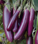 FRESH Long Eggplants, 1Kg (7 to 9 Pcs)