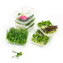 FRESH Microgreens - Vital Stack, 3 Pcs (40 to 45g)