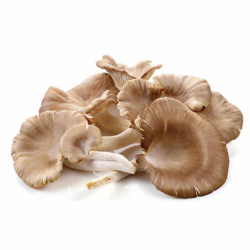 FRESH Oyster Mushrooms, 100g