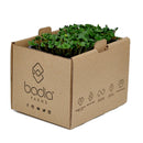 FRESH Broccoli Cress, 1 Tray (15 to 20g)