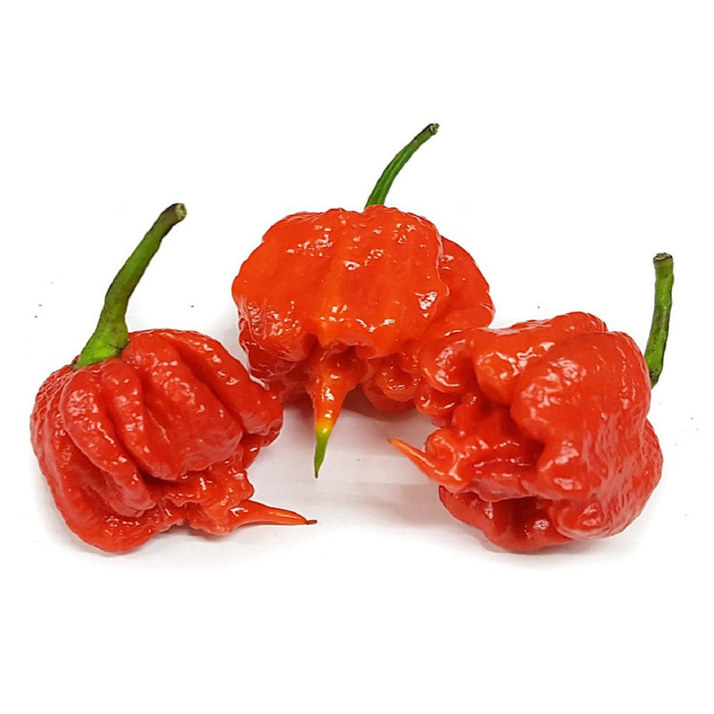 FRESH Carolina Reaper Chillies, 50g