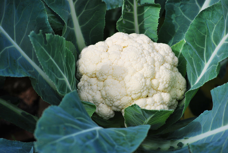 ORGANIC Cauliflower, 1Pc (450 to 600g)