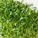 FRESH Coriander Cress, 1 Tray (15 to 20g)