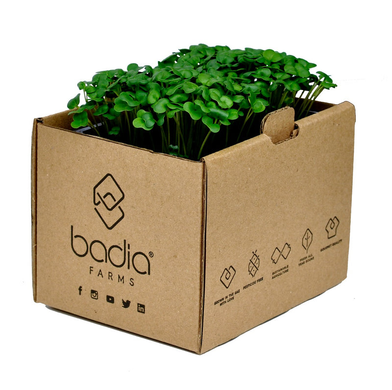 FRESH Kale Cress, 1 Tray (15 to 20g)