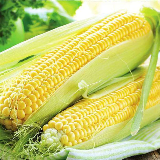 ORGANIC Sweet Corn, 500g (2-3 Cobs)