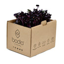 FRESH Radish Cress, 1 Tray (15 to 20g)