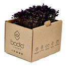 FRESH Red Mustard Cress, 1 Tray (15 to 20g)