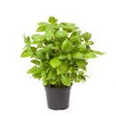 FRESH Basil Pots, 100g