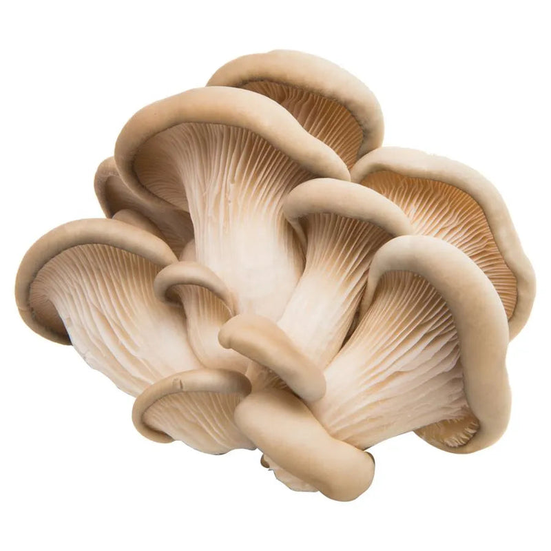 FRESH Oyster Mushrooms, 150g