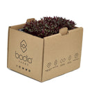 FRESH Beetroot Cress, 1 Tray (15 to 20g)