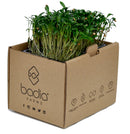 FRESH Coriander Cress, 1 Tray (15 to 20g)
