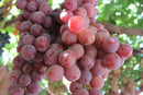 FRESH Flame Grapes Seedless, 500g
