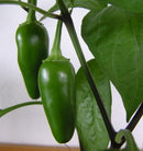 FRESH Green Jalapeno Chillies (Mild), 1Kg