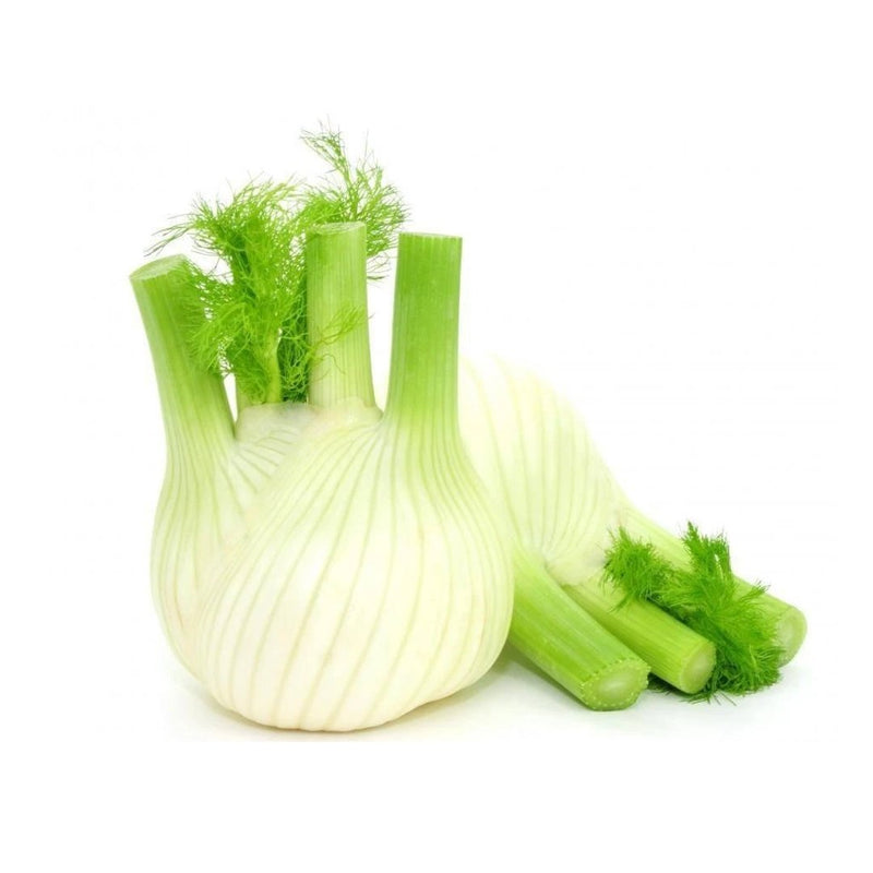 Premium Organic Fennel from Italy/Holland, 500g