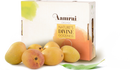 AAMRAI Organic Alphonso Mangoes Exotic Box of 12Pcs