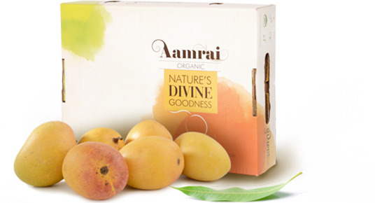 AAMRAI Organic Alphonso Mangoes Exotic Box of 12Pcs