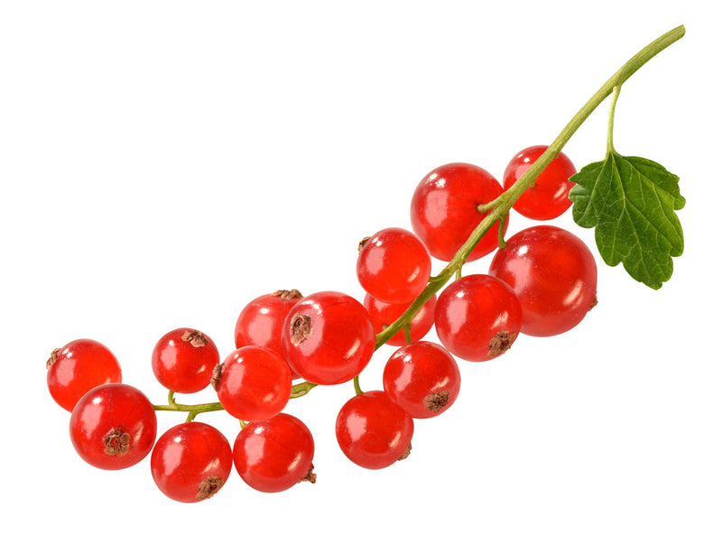FRESH Red Currants, 125g