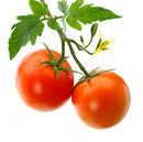 FRESH Vine Tomatoes, 600g